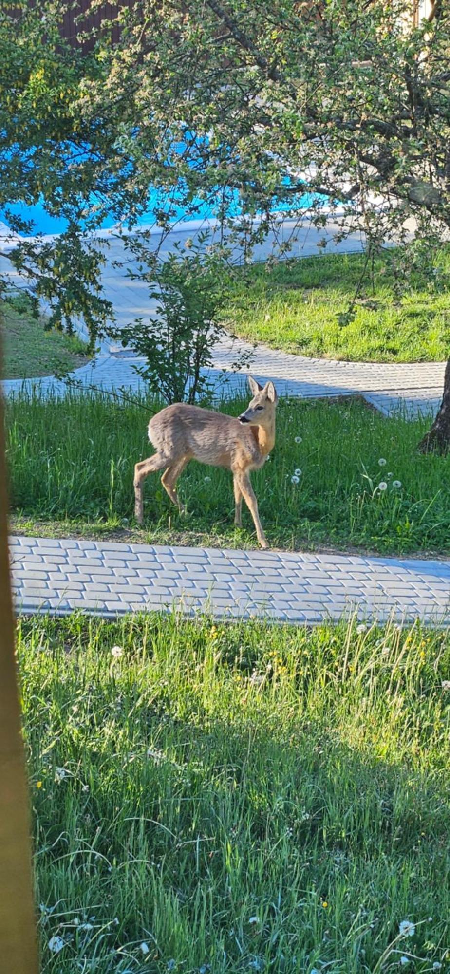 Villa Barvy Karpat Slavske Esterno foto
