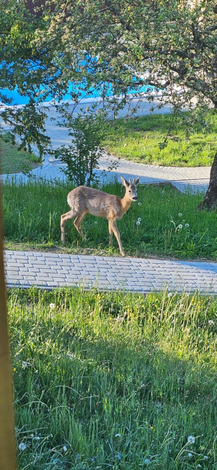 Villa Barvy Karpat Slavske Esterno foto