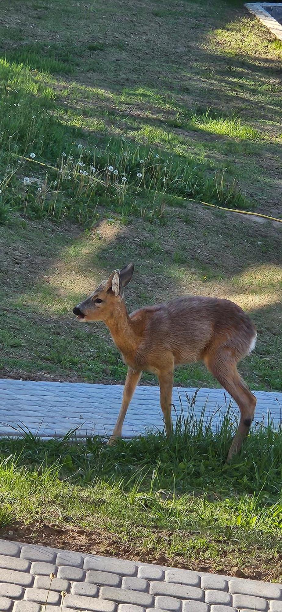 Villa Barvy Karpat Slavske Esterno foto